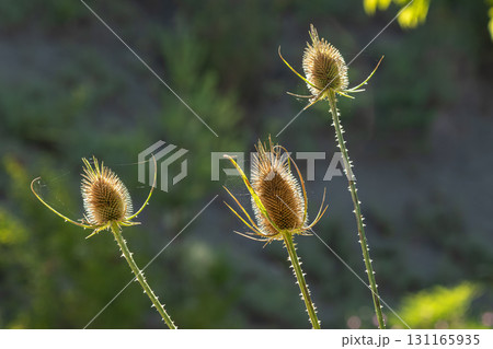Wild teasel Dipsacus fullonum growing in a natural habitat during golden hour light 131165935
