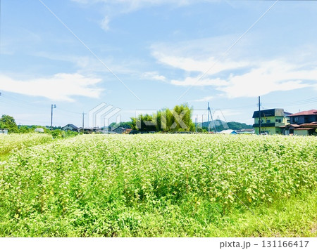 のどかな農村の昼下がり のどかな農村の昼下がり 131166417
