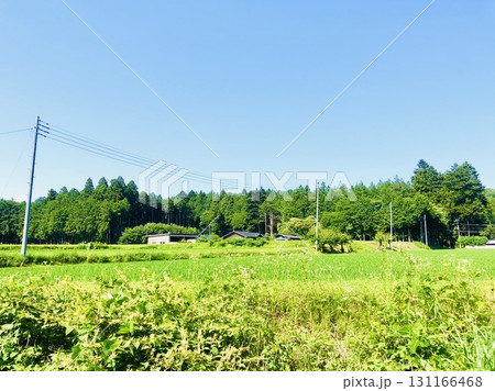 青空と緑のハーモニー 131166468