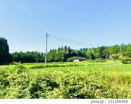 静かな夏の風景 131166469
