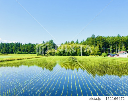 夏空を映す田園 131166472