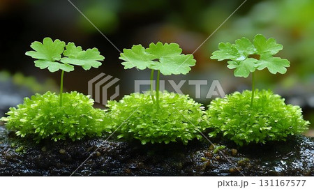 Vibrant green plants sprouting from moss macro nature photography 131167577