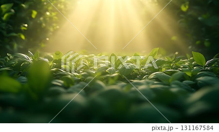 Sunlight on lush green leaves nature background 131167584