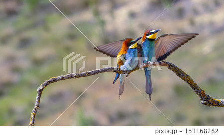 Bee-eater, Spain Bee-eater, Spain 131168282