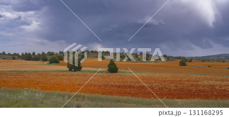 Agricultural Field Agricultural Field and Mediterranean Forest, , Spain 131168295