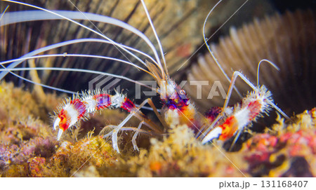 Banded Coral Shrimp, Sulawesi 131168407