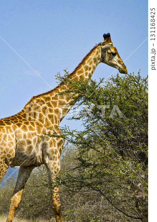 Giraffe, Kruger National Park, South Africa Giraffe, Kruger National Park, South Africa 131168425