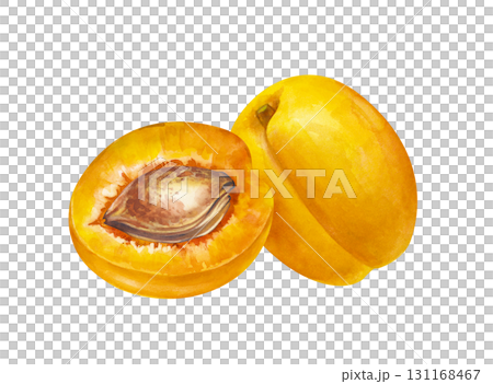 A hand-drawn apricot and its half with a stone. The watercolor illustration is isolated on a white background. Botanical drawing of ripe fruits for menu, cooking and gardening. Clipart. 131168467