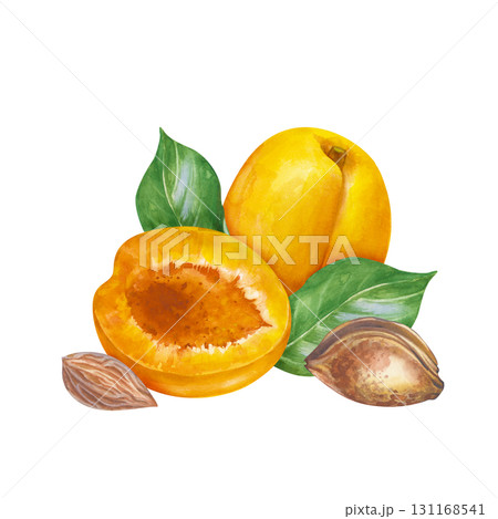 Watercolor composition with ripe apricots, hand-drawn. A botanical illustration with fruits, green leaves and pits, isolated on a white background. For packaging, wallpaper, textiles and tableware. 131168541
