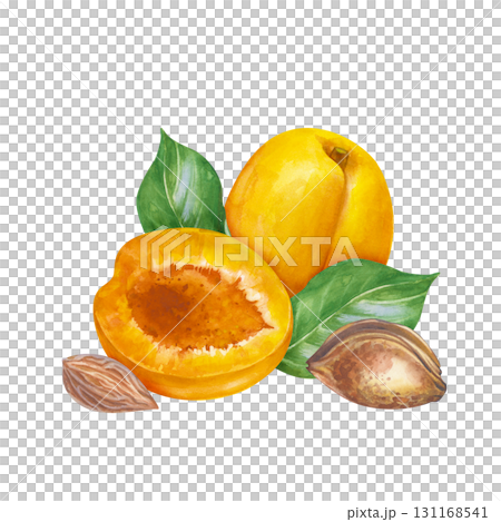 Watercolor composition with ripe apricots, hand-drawn. A botanical illustration with fruits, green leaves and pits, isolated on a white background. For packaging, wallpaper, textiles and tableware. 131168541