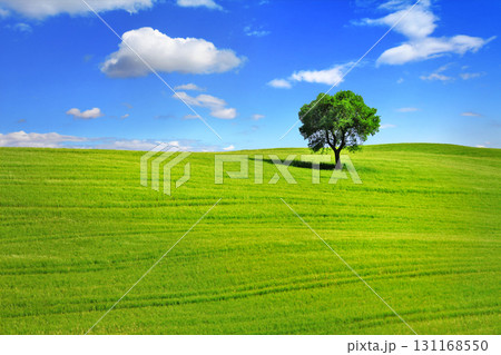 minimalism in nature - alone tree in green field 131168550