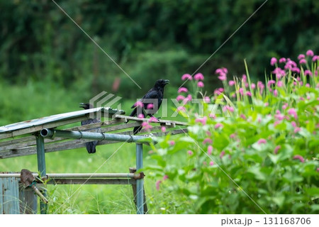 カラス科ハシボソガラスのペア カラス科ハシボソガラスのペア 131168706