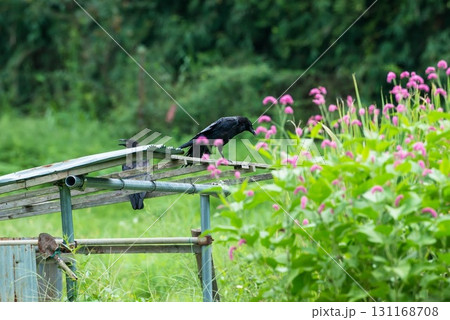 カラス科ハシボソガラスのペア 131168708