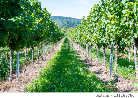 Vineyard in Germany in summer harvest. Large bunches of red wine grapes in sunny weather. Nature background. Vineyard in Germany in summer harvest. Large bunches of red wine grapes in sunny weather. Nature background. 131168766