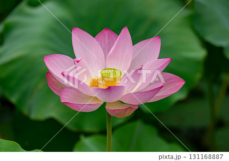 蓮の花 131168887