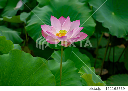蓮の花 131168889