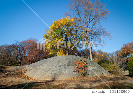 Autumn in Central Park - New York City 131168900