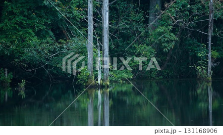立ち枯れの木と海上の森 砂防池の水面風景 131168906