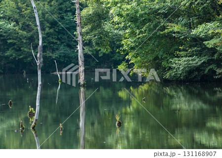 立ち枯れの木と海上の森 砂防池の水面風景 立ち枯れの木と海上の森 砂防池の水面風景 131168907