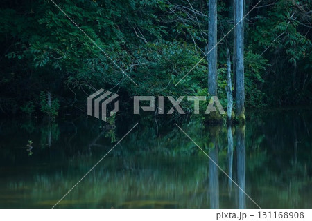 立ち枯れの木と海上の森 砂防池の水面風景 131168908