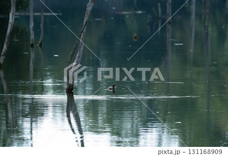 立ち枯れの木と海上の森 砂防池の水面風景 131168909