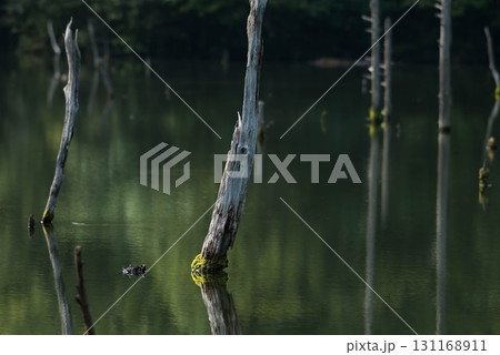 立ち枯れの木と海上の森 砂防池の水面風景 131168911