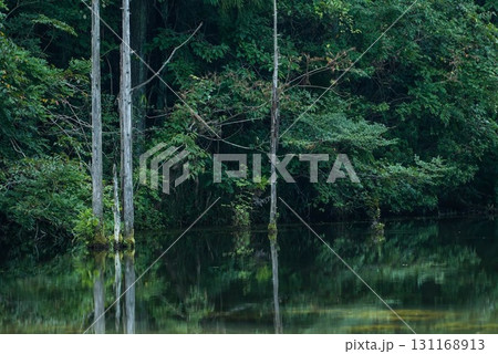 立ち枯れの木と海上の森 砂防池の水面風景 立ち枯れの木と海上の森 砂防池の水面風景 131168913