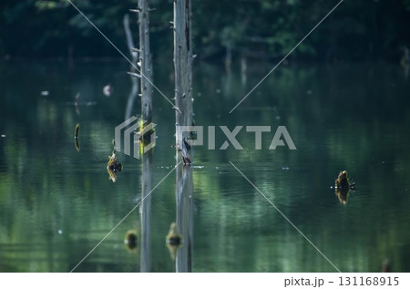立ち枯れの木と海上の森 砂防池の水面風景 131168915