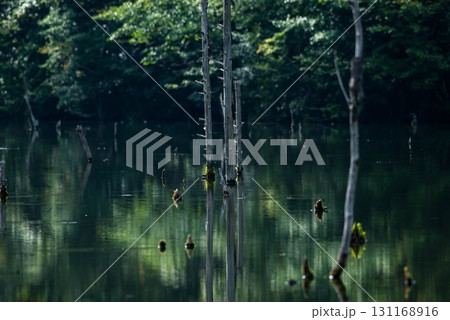 立ち枯れの木と海上の森 砂防池の水面風景 立ち枯れの木と海上の森 砂防池の水面風景 131168916
