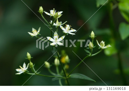 秋の山野草アケボノソウ開花 131169018