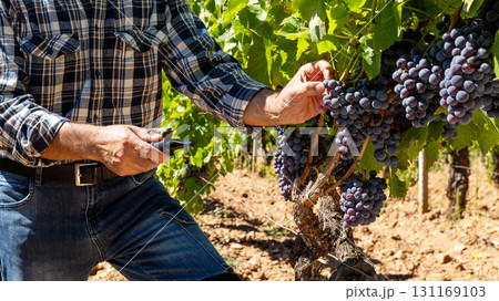 Cannonau grapes. Agronomist measures the level of sugars in grapes with the refractometer. Agriculture. Cannonau grapes. Agronomist measures the level of sugars in grapes with the refractometer. Agriculture. 131169103