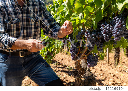 Cannonau grapes. Agronomist measures the level of sugars in grapes with the refractometer. Agriculture. 131169104