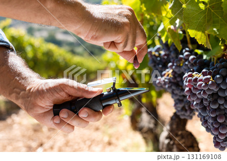 Cannonau grapes. Agronomist measures the level of sugars in grapes with the refractometer. Agriculture. 131169108