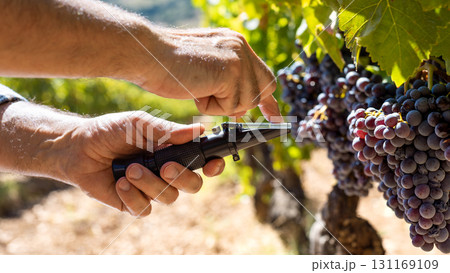 Cannonau grapes. Agronomist measures the level of sugars in grapes with the refractometer. Agriculture. Cannonau grapes. Agronomist measures the level of sugars in grapes with the refractometer. Agriculture. 131169109