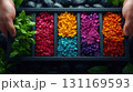 colorful chrysanthemum in the garden 131169593