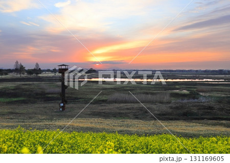 日の出／渡良瀬遊水地 131169605