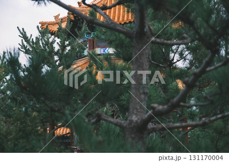 [中国庭園 燕趙園]松の木 131170004