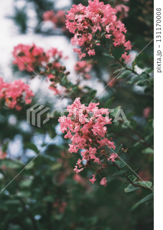 [中国庭園 燕趙園]キレイなピンク色の花々 131170008