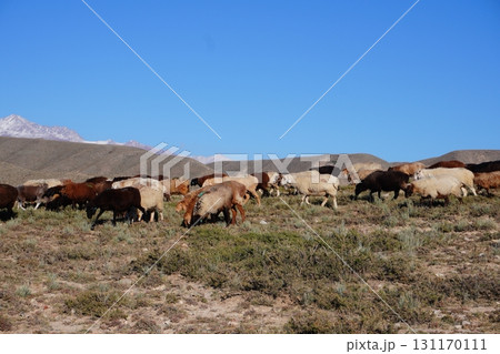 Flock of Sheep Grazing on Dry Grassland Flock of Sheep Grazing on Dry Grassland 131170111