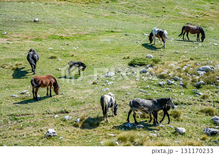 Cows and horses grazing together on mountain meadow in Durmitor National Park, Montenegro. Cows and horses grazing together on mountain meadow in Durmitor National Park, Montenegro. 131170233