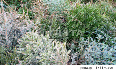 Much old dry used Christmas trees on the city street. Festively decorated outdoor. Background of green branchesof spruce. Much old dry used Christmas trees on the city street. Festively decorated outdoor. Background of green branchesof spruce. 131170356