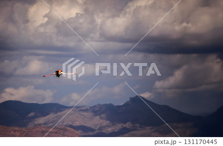Flamingo in flight over salt lakes in Spain with dramatic mountains and storm clouds in the background. 131170445