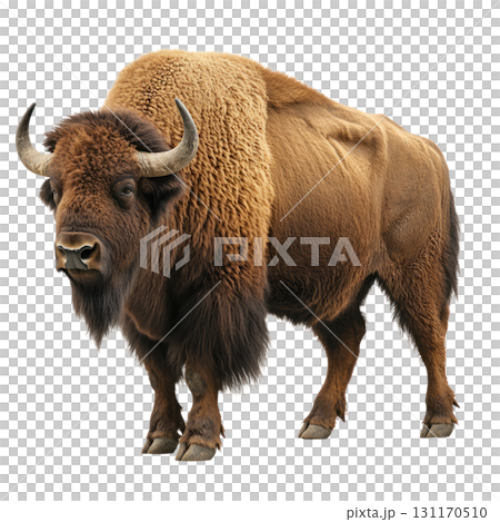 Majestic bison stands proud in isolated landscape with a thick fur coat during daylight hours Majestic bison stands proud in isolated landscape with a thick fur coat during daylight hours 131170510