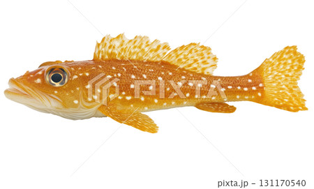 Orange spotted fish swimming in clear water, showcasing vibrant colors and detailed fins for marine life enthusiasts 131170540