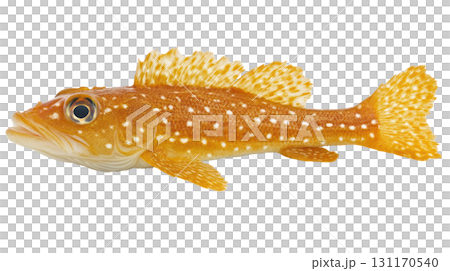 Orange spotted fish swimming in clear water, showcasing vibrant colors and detailed fins for marine life enthusiasts 131170540