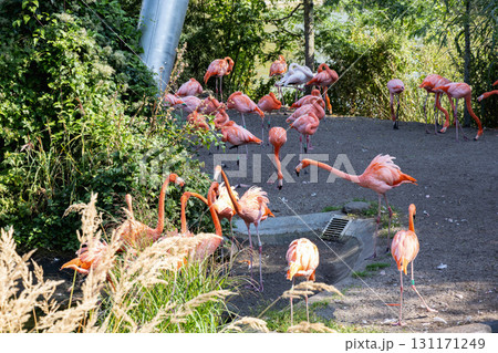 A flock of pink flamingo birds in the park A flock of pink flamingo birds in the park 131171249