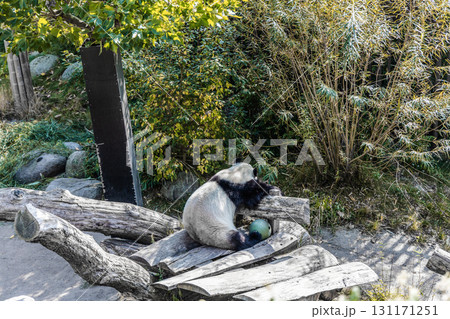 A cute panda sleeps on a tree during the day 131171251