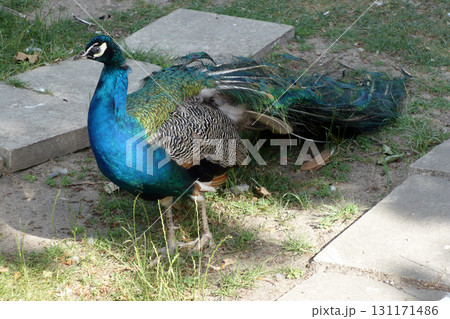 peacock walks with a complex tail blue green colored male peacock walks with a complex tail blue green colored male 131171486