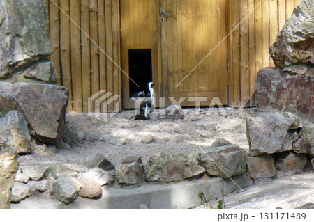 two black and white peaguins in zoo 131171489
