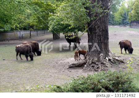 number of bisons in the zoo graze and they eat under the tree number of bisons in the zoo graze and they eat under the tree 131171492